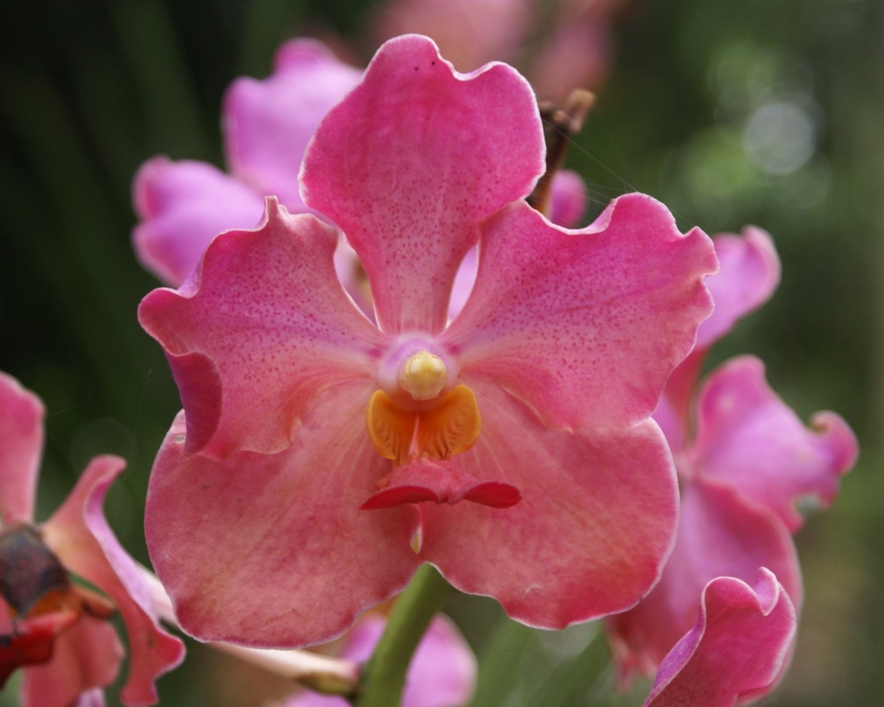 Orquídea foto de fondo de pantalla (2) #1 - 1280x1024