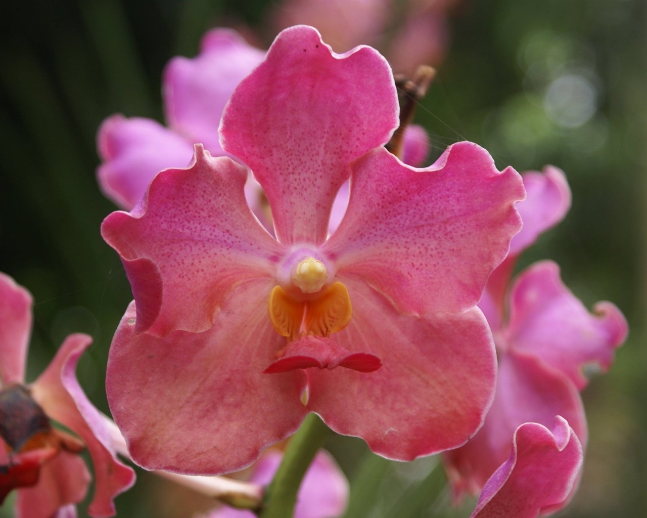 Orchidej tapety foto (2) #1 - 1280x1024
