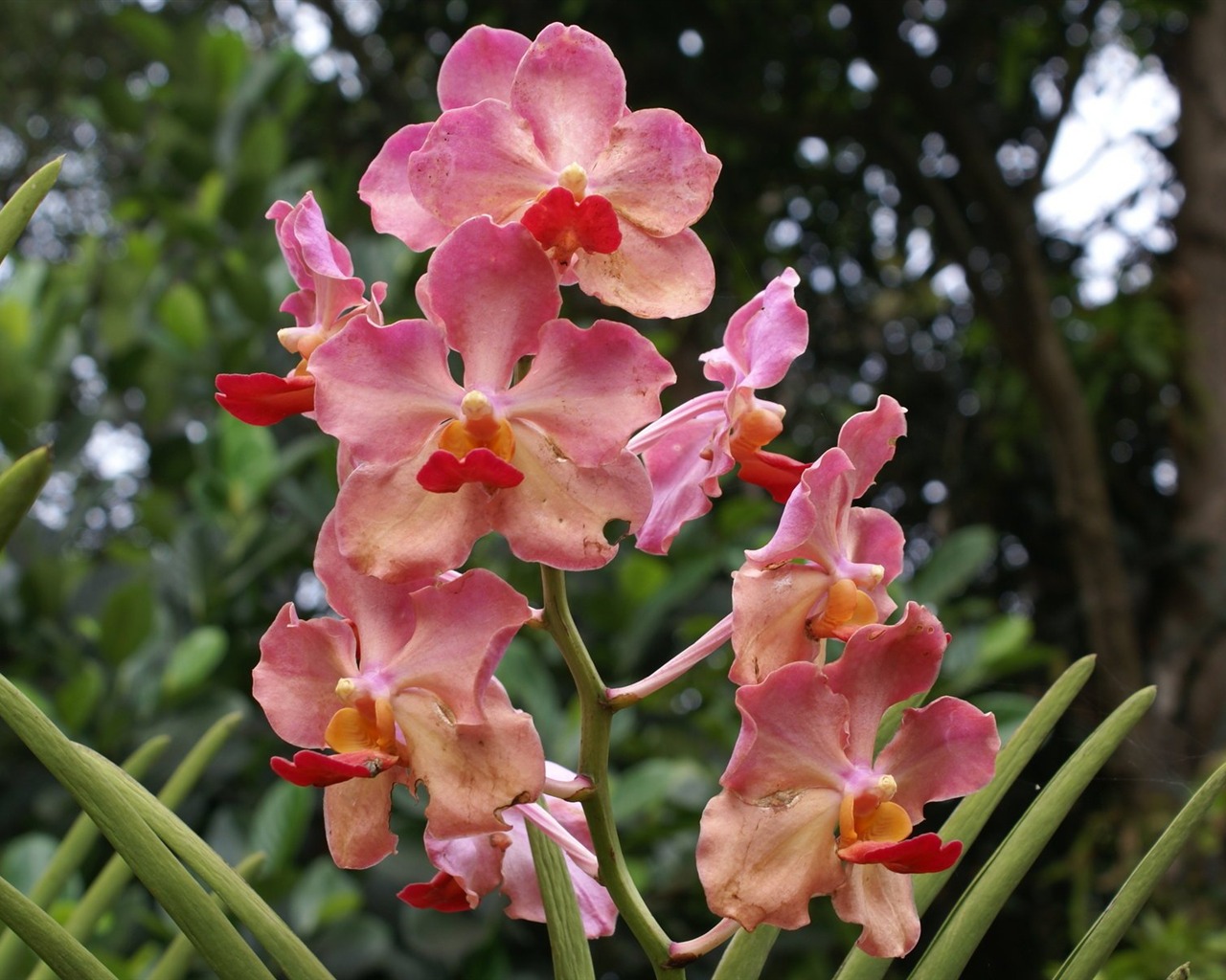 Orquídea foto de fondo de pantalla (2) #2 - 1280x1024