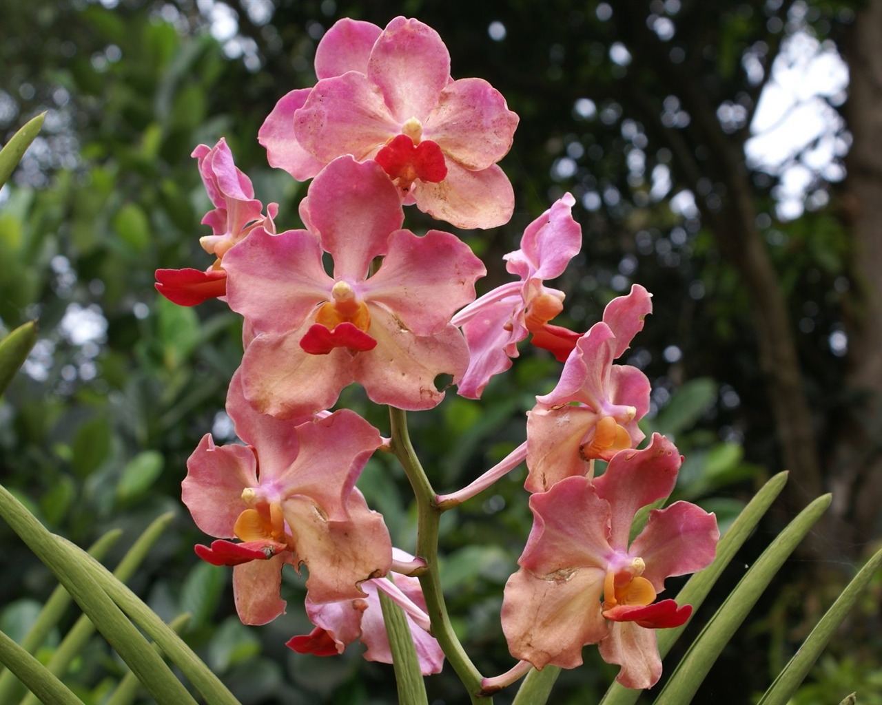 Orchidej tapety foto (2) #2 - 1280x1024