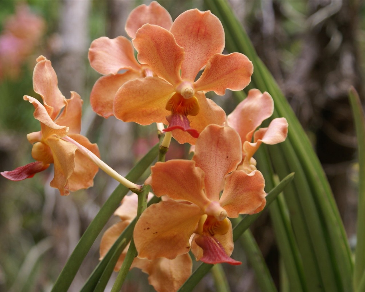 Orchidej tapety foto (2) #3 - 1280x1024