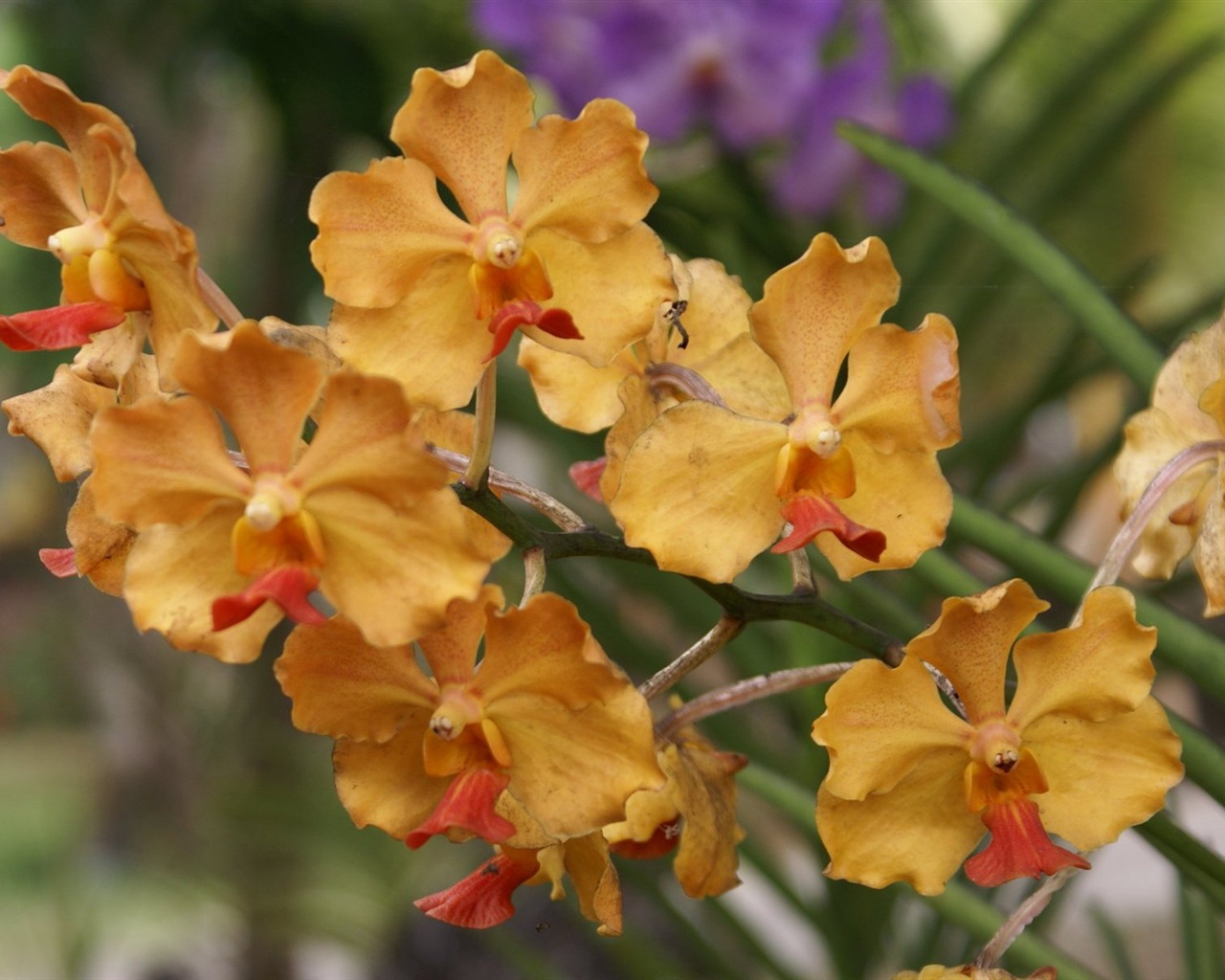 Orchidej tapety foto (2) #4 - 1280x1024