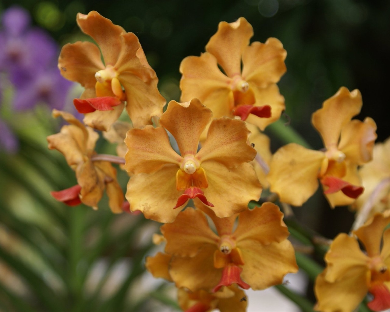 Orquídea foto de fondo de pantalla (2) #5 - 1280x1024