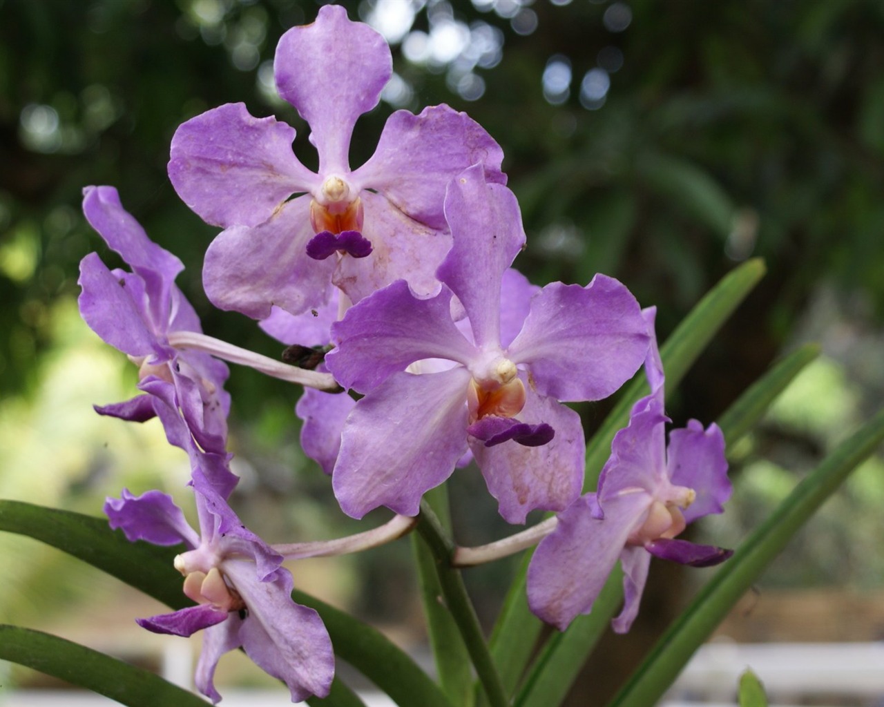 Orchidej tapety foto (2) #6 - 1280x1024