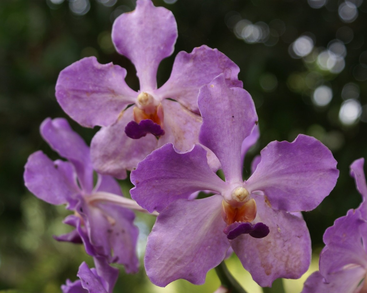 Orquídea foto de fondo de pantalla (2) #7 - 1280x1024