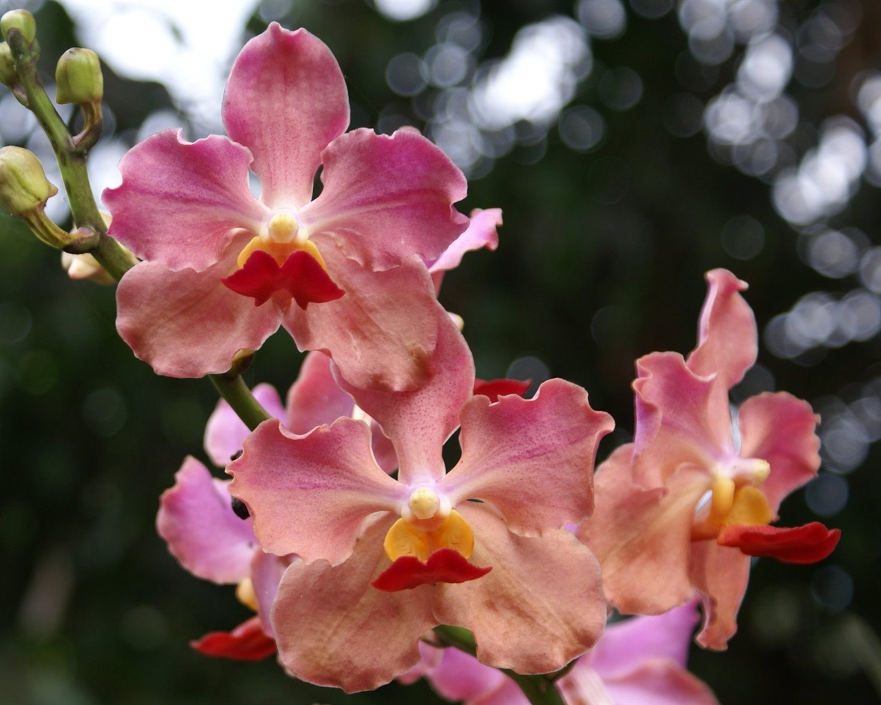 Orquídea foto de fondo de pantalla (2) #9 - 1280x1024
