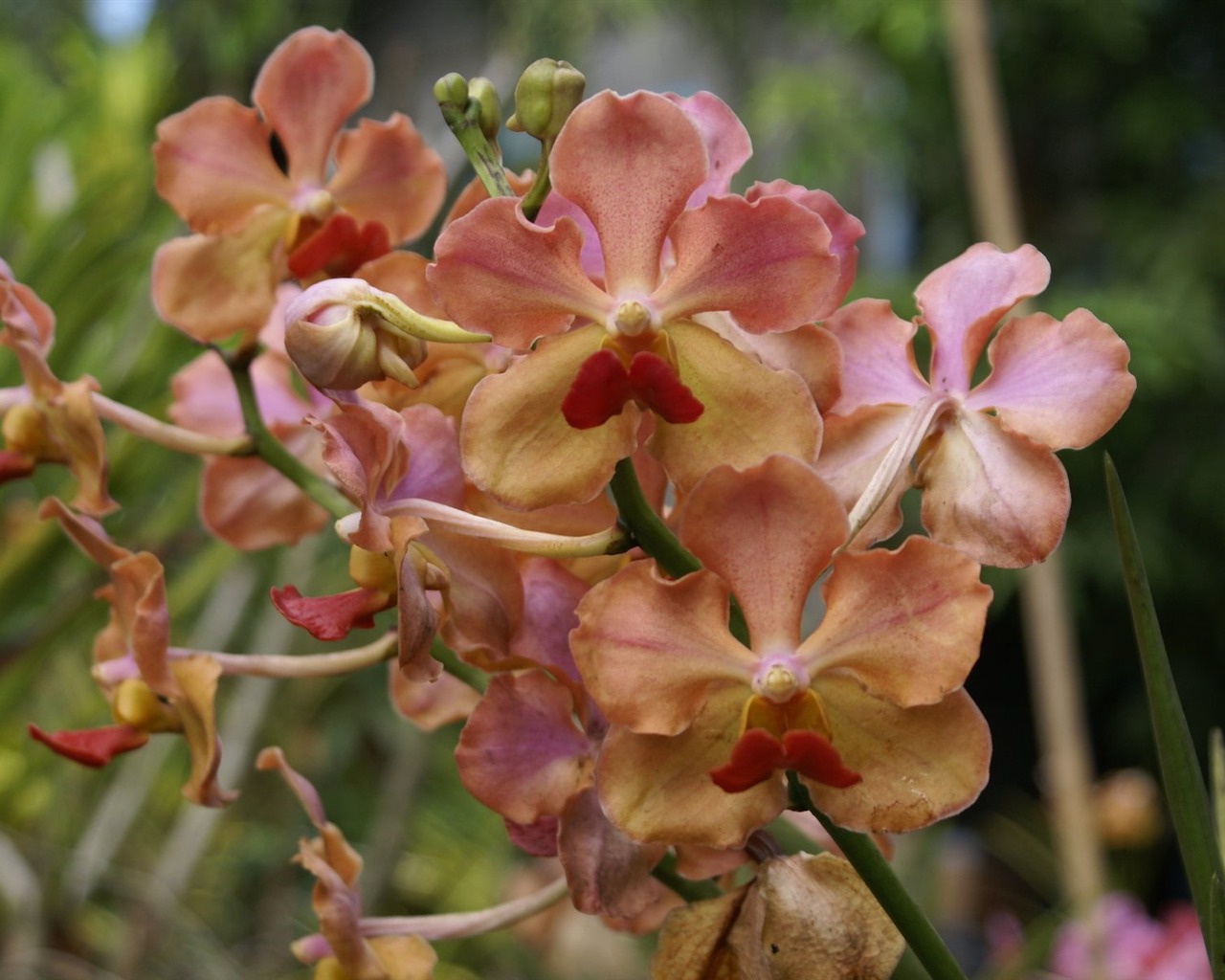 Orchidej tapety foto (2) #10 - 1280x1024