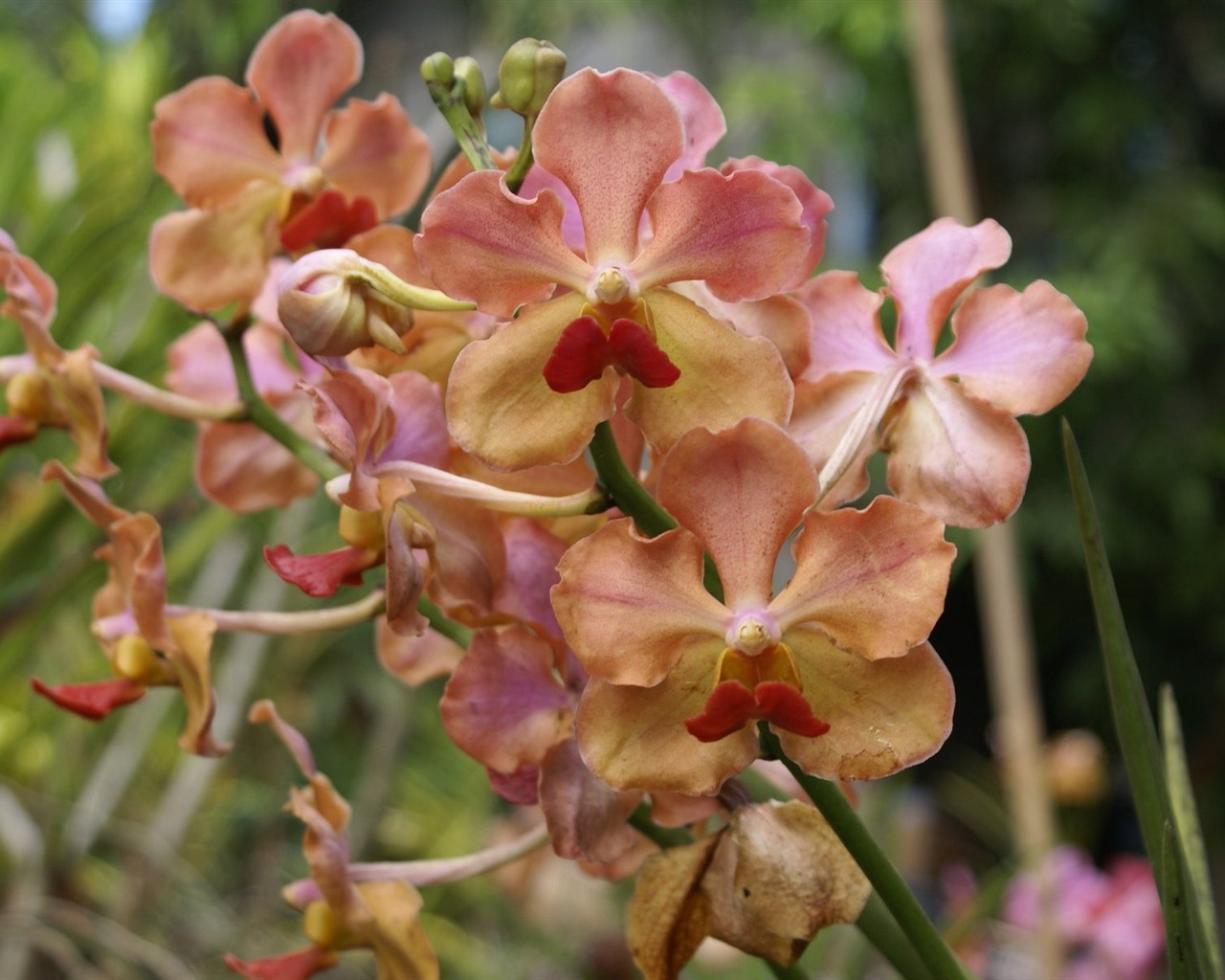 Orchidej tapety foto (2) #11 - 1280x1024