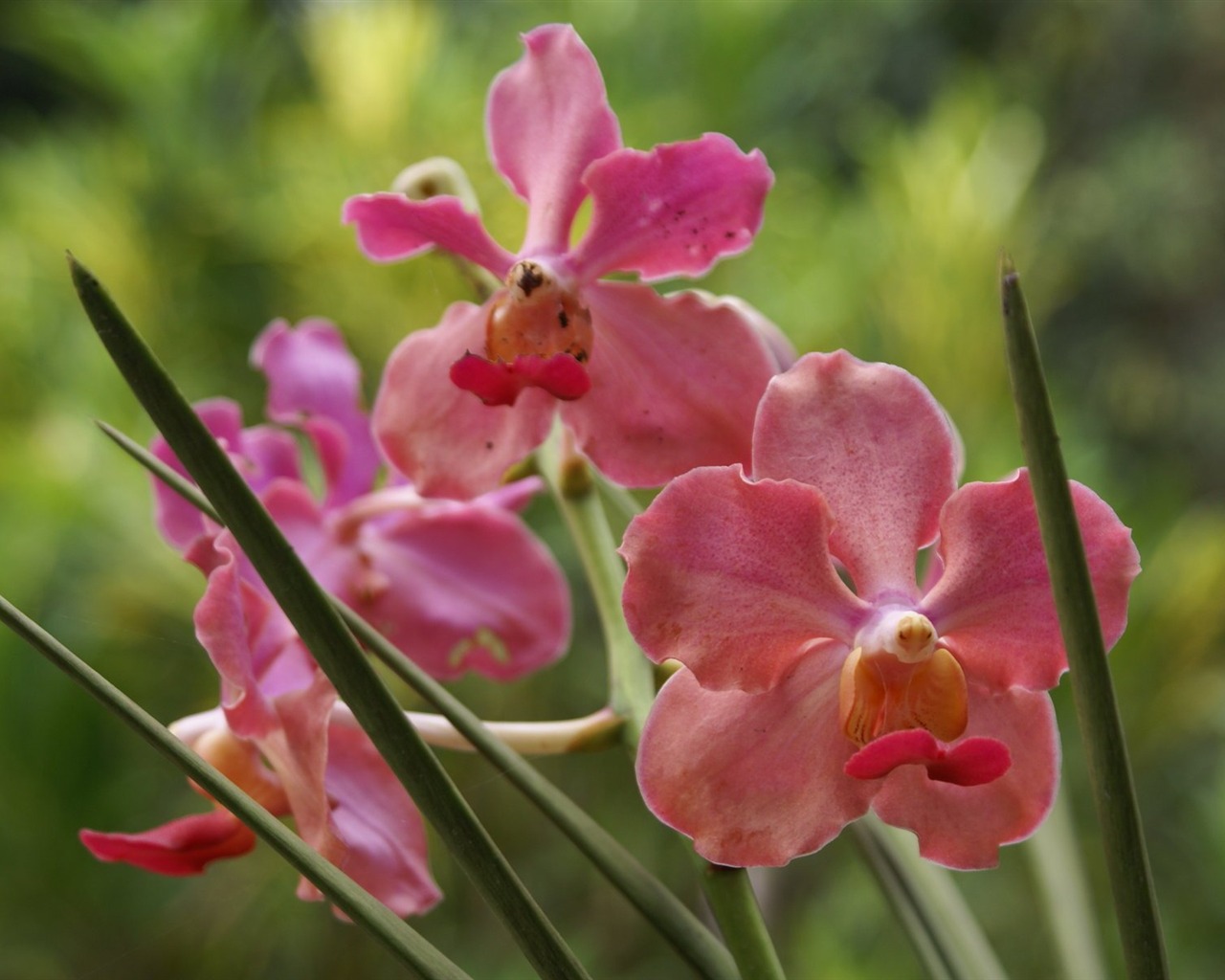 Orchidej tapety foto (2) #12 - 1280x1024