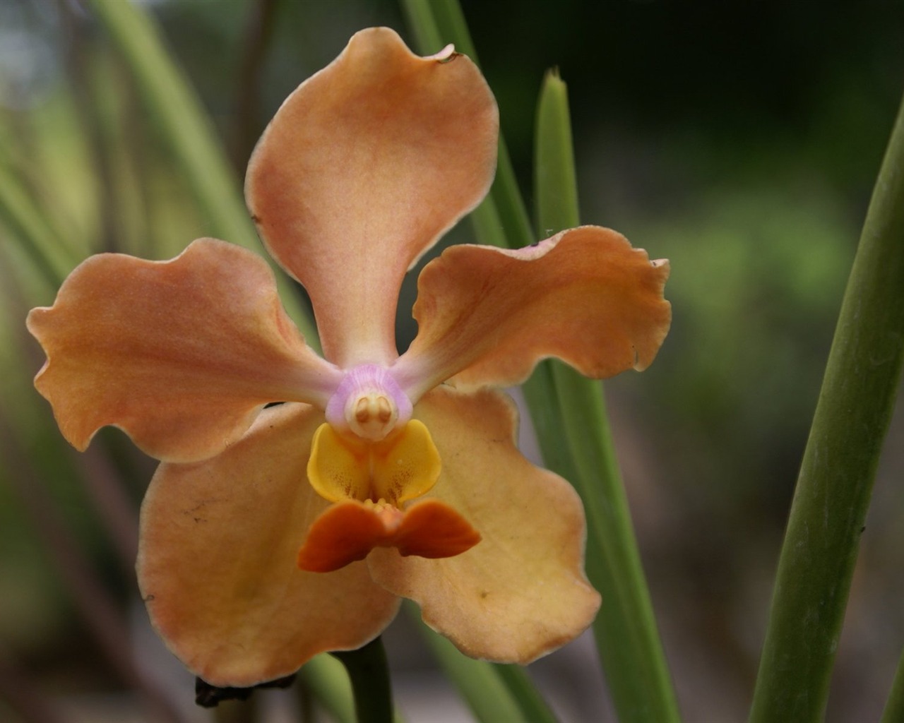 Orquídea foto de fondo de pantalla (2) #14 - 1280x1024