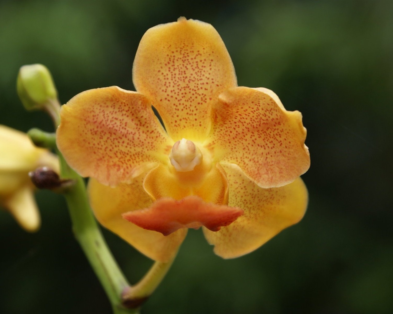 Orchidej tapety foto (2) #15 - 1280x1024