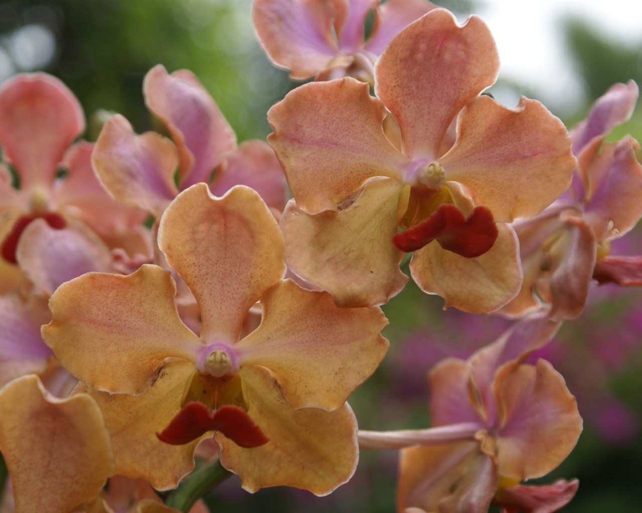 Orchidej tapety foto (2) #16 - 1280x1024