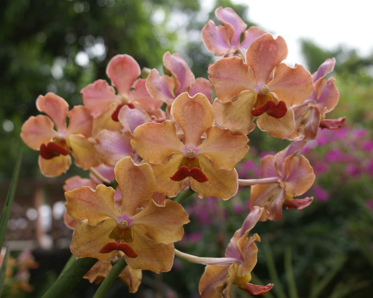 Orchidej tapety foto (2) #17 - 1280x1024