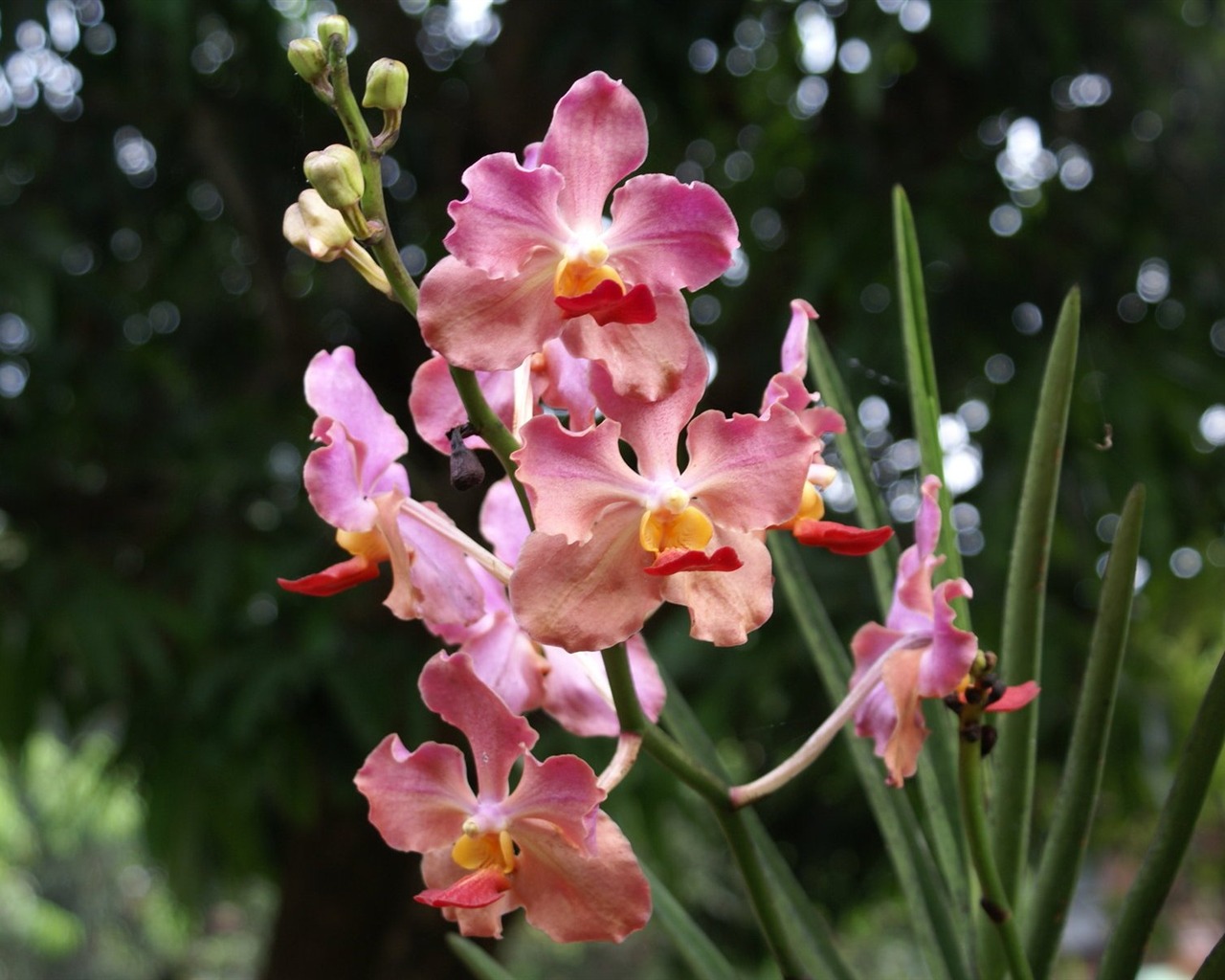 Orchidej tapety foto (2) #18 - 1280x1024