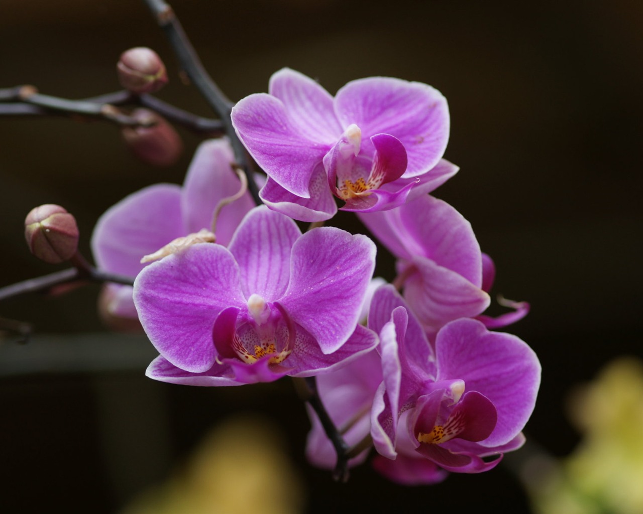 Orquídea foto de fondo de pantalla (2) #20 - 1280x1024