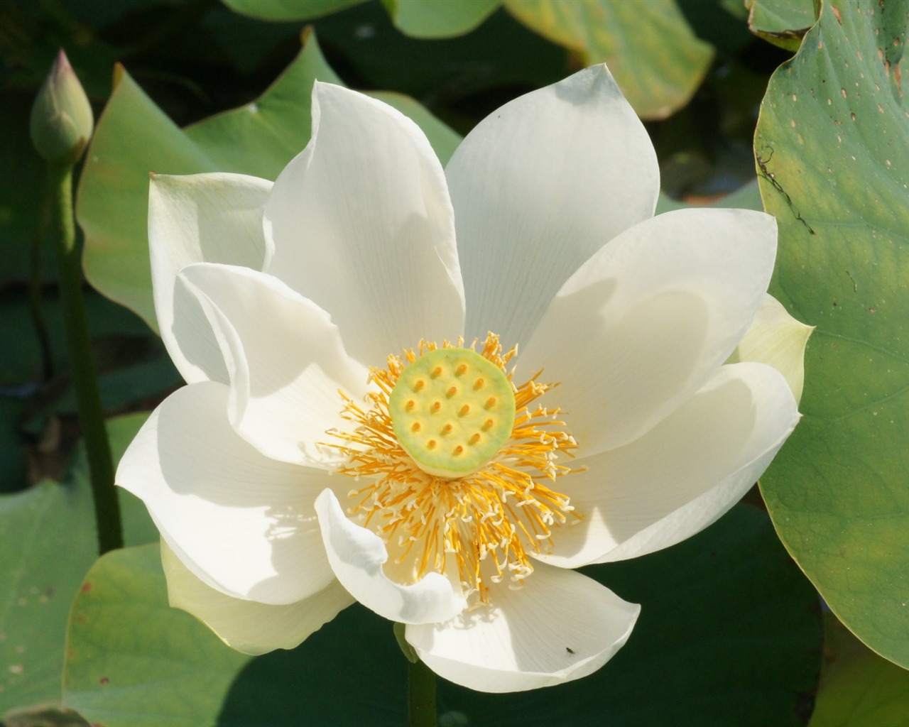 Lotus tapety foto (2) #1 - 1280x1024