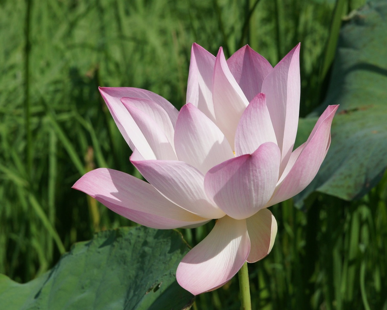 Lotus fondos de escritorio de la foto (2) #5 - 1280x1024