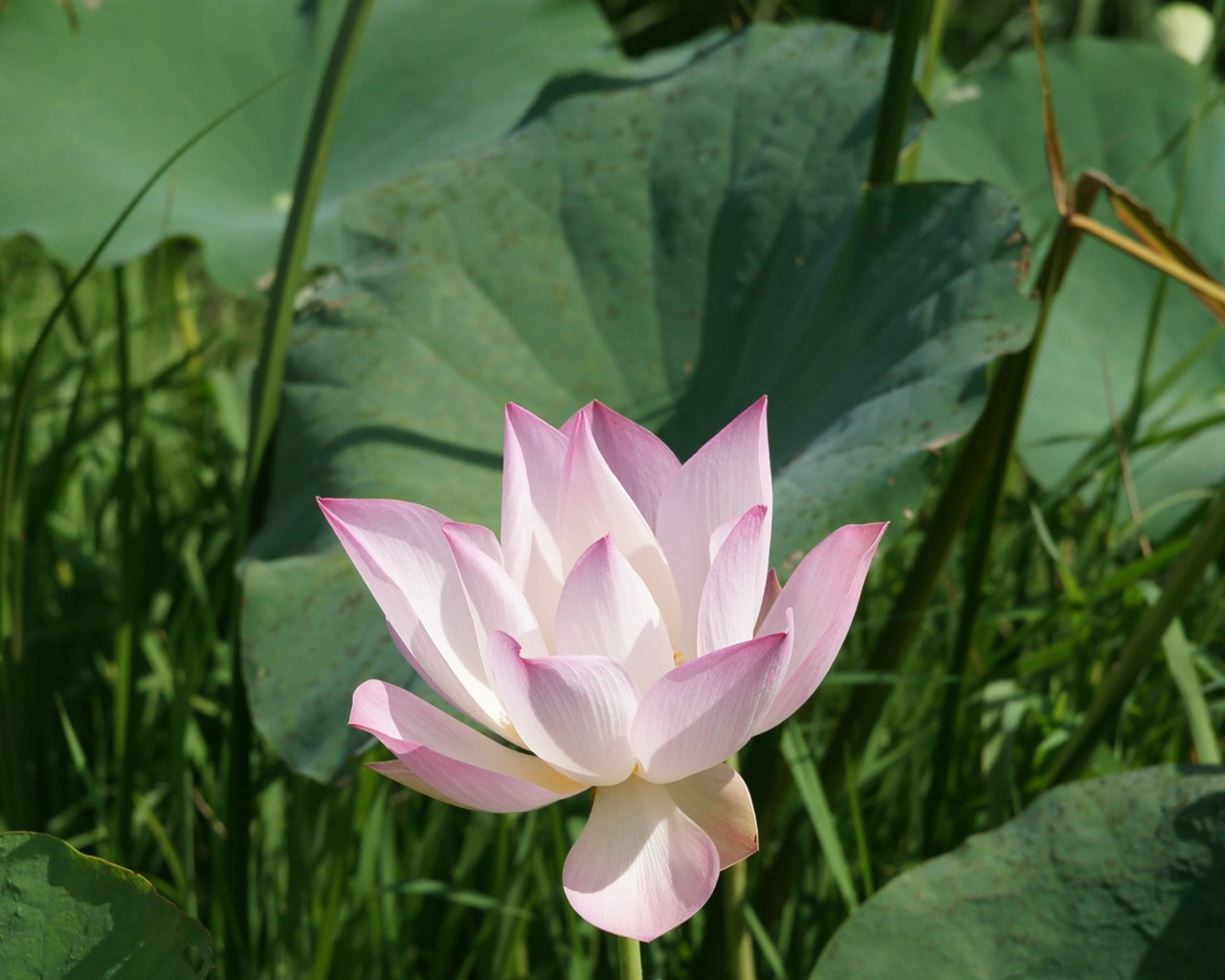 Lotus Fototapete (2) #6 - 1280x1024