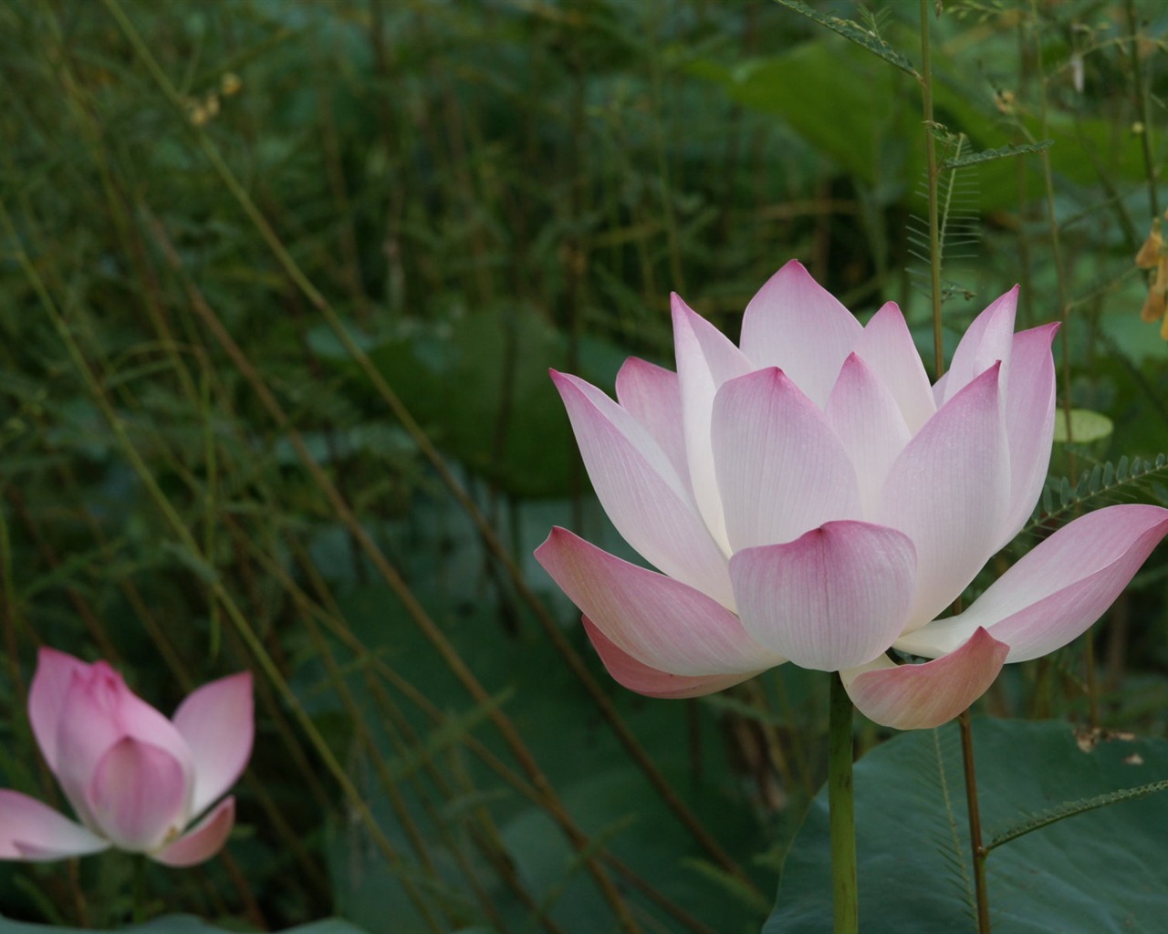 Lotus fondos de escritorio de la foto (2) #7 - 1280x1024