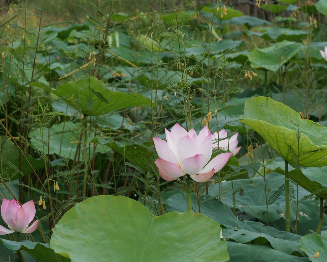 Lotus fondos de escritorio de la foto (2) #8 - 1280x1024