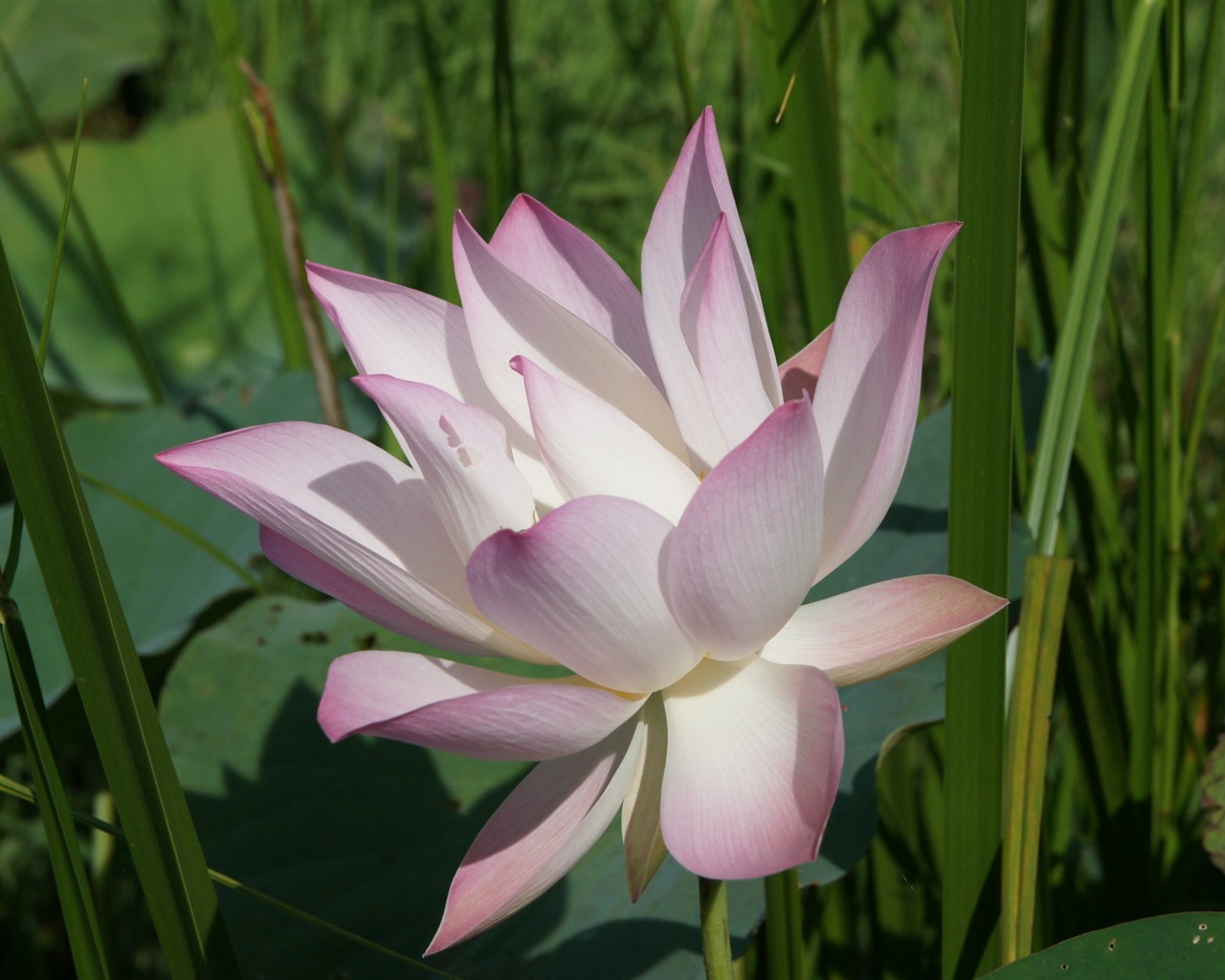 Lotus Fototapete (2) #9 - 1280x1024
