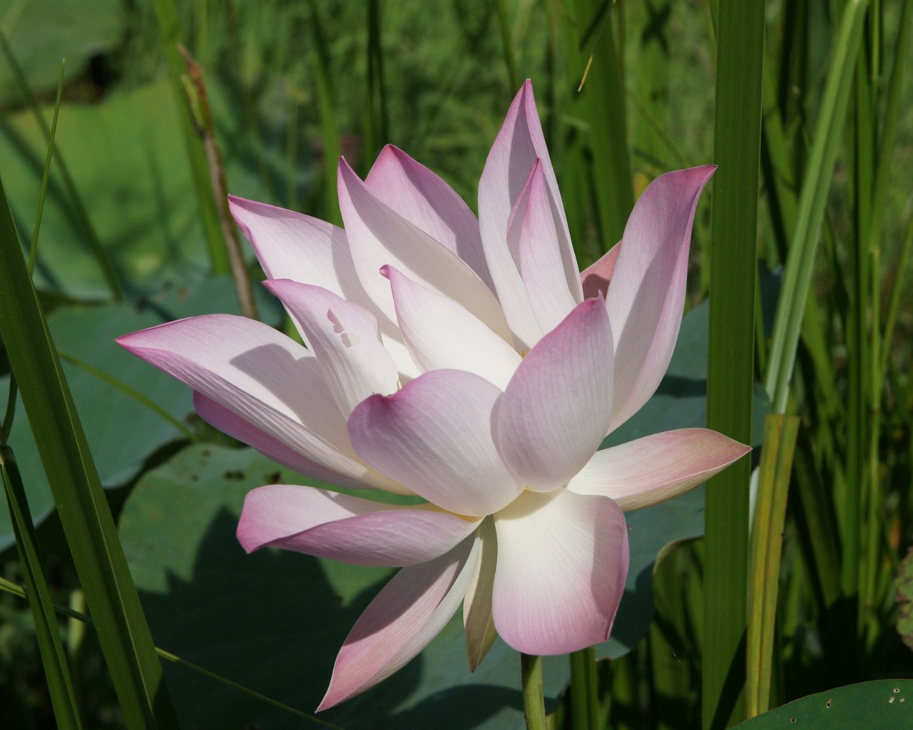 Lotus photo wallpaper (2) #9 - 1280x1024