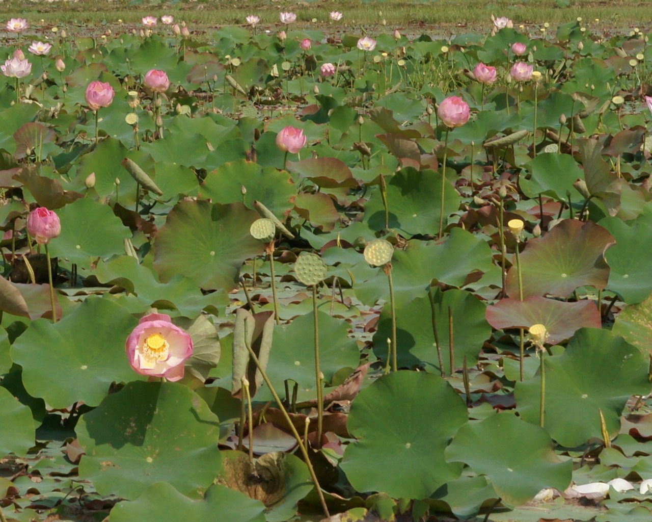 Lotus Fototapete (2) #10 - 1280x1024