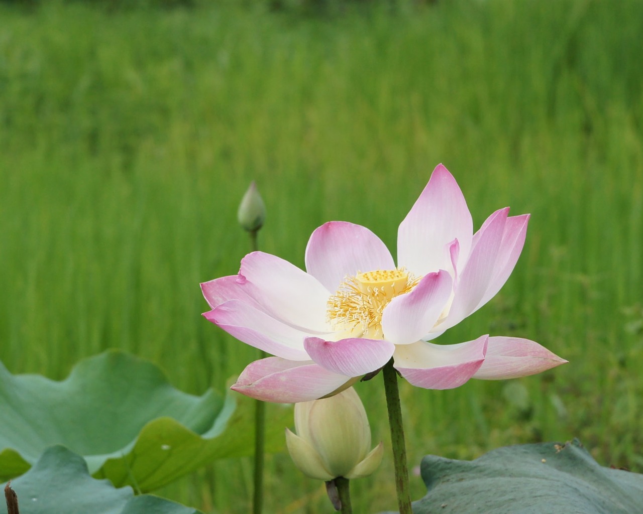 Lotus tapety foto (2) #11 - 1280x1024