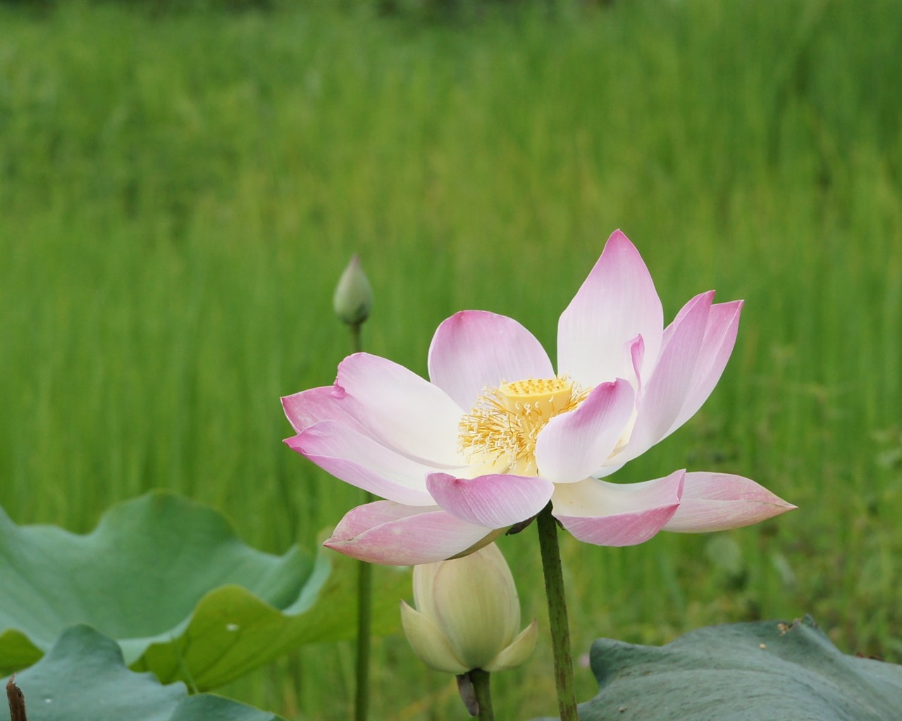 Lotus tapety foto (2) #11 - 1280x1024
