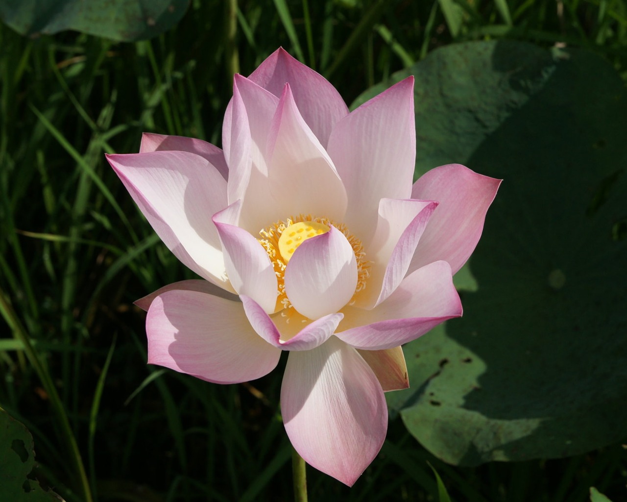 Fond d'écran photo Lotus (2) #13 - 1280x1024