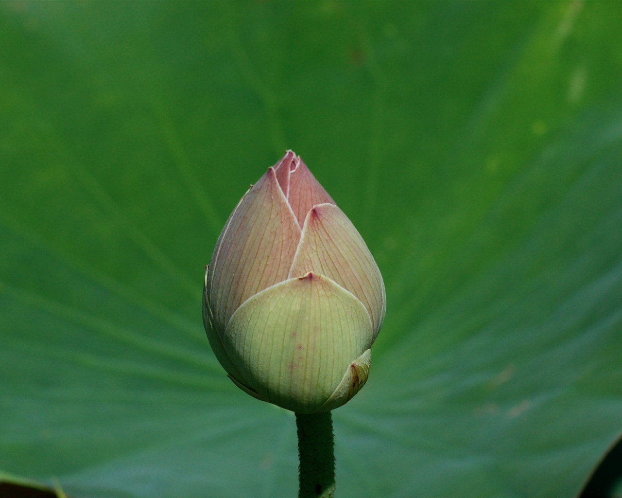 Lotus tapety foto (2) #14 - 1280x1024