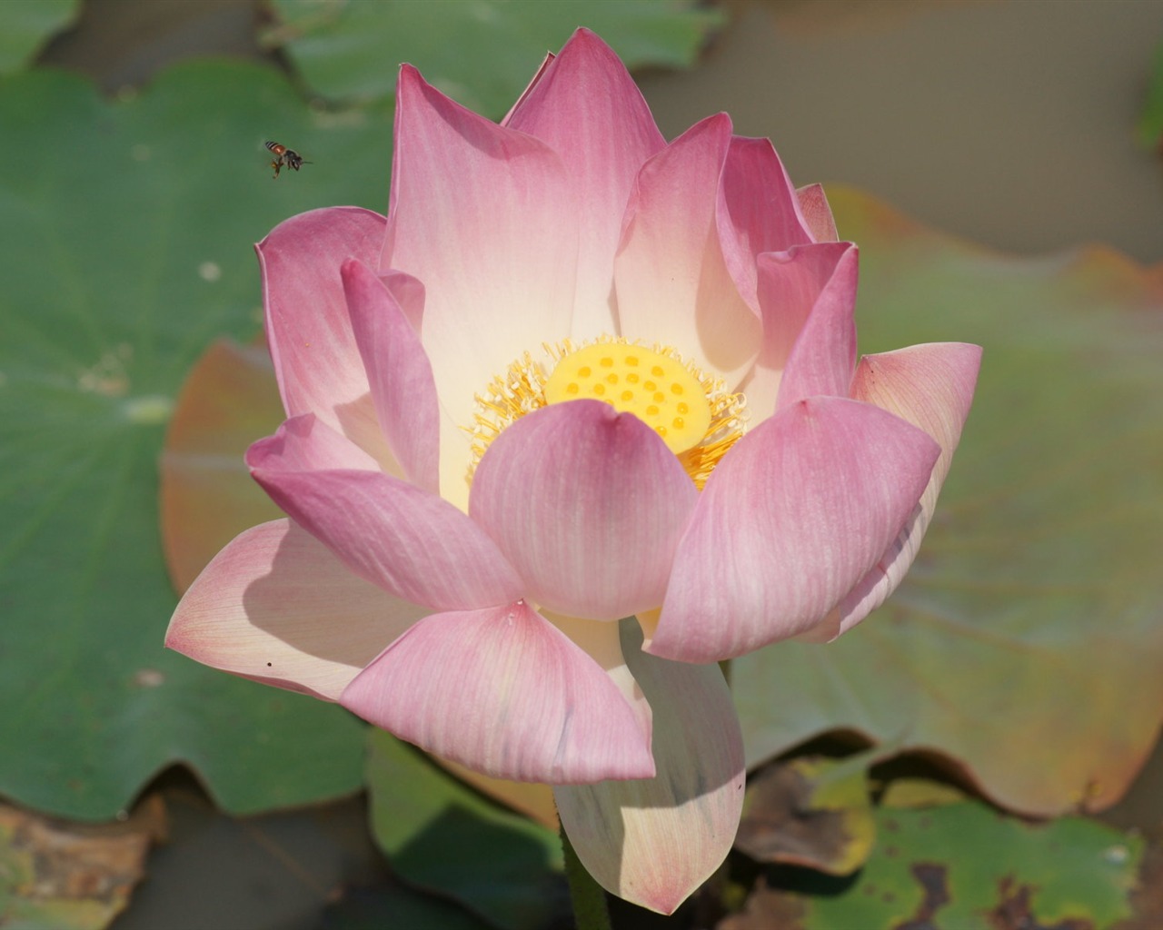 Lotus Fototapete (2) #15 - 1280x1024