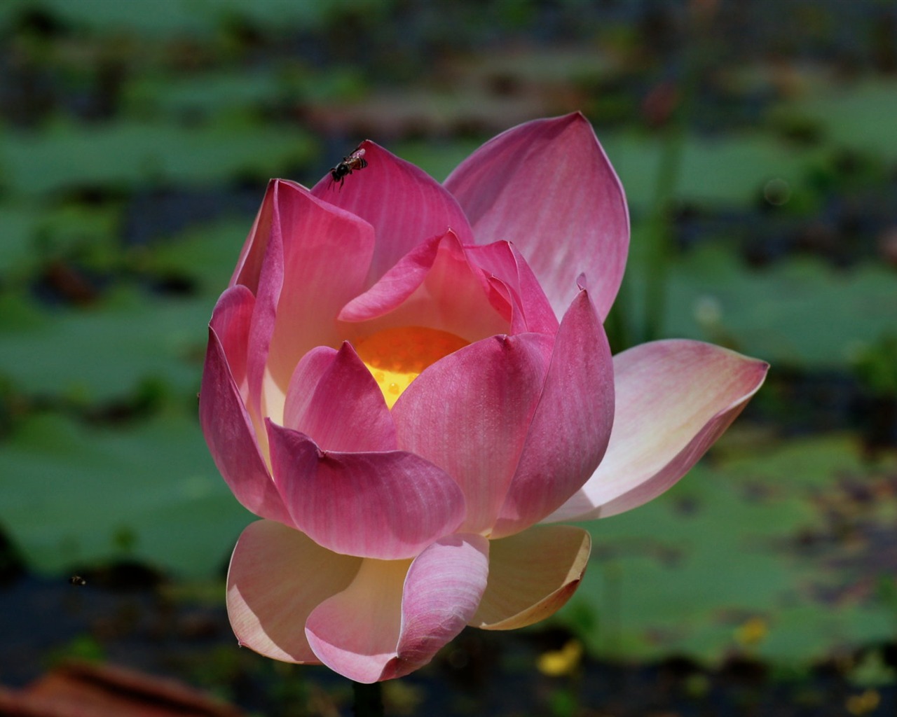 Lotus tapety foto (2) #17 - 1280x1024