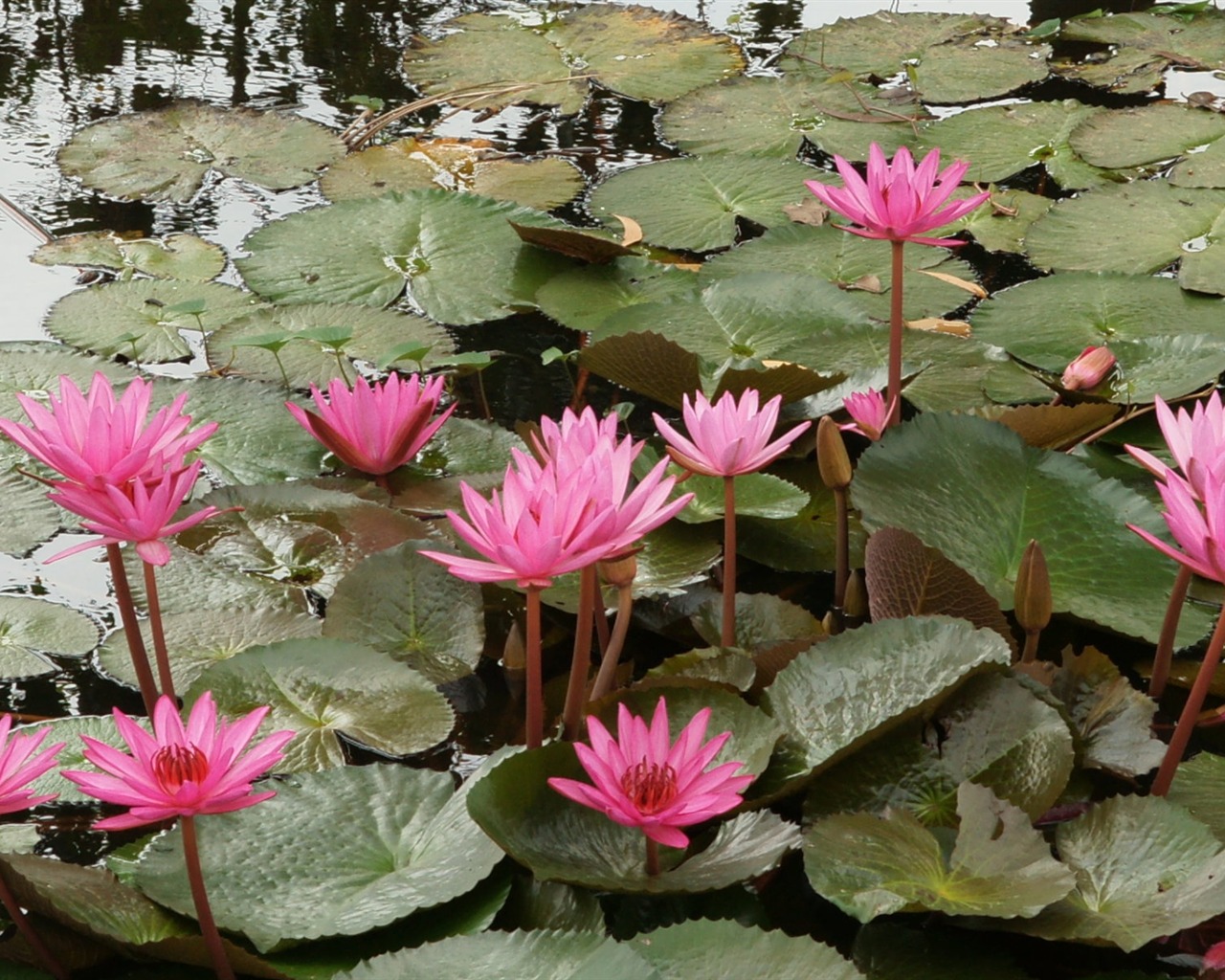 Lotus fondos de escritorio de la foto (2) #20 - 1280x1024