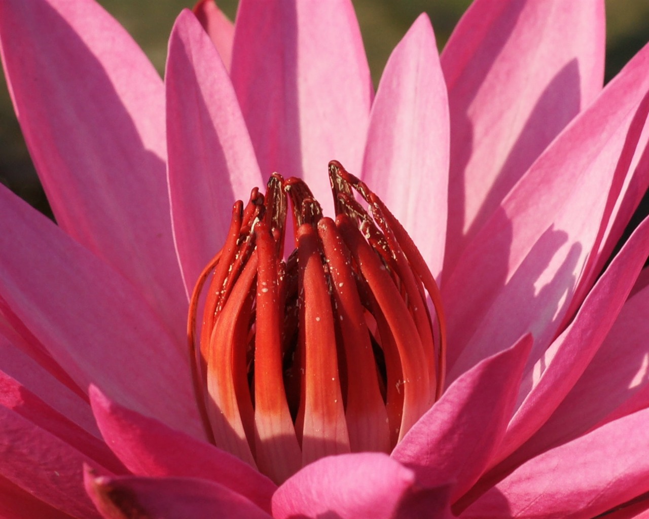 Lotus photo wallpaper (3) #1 - 1280x1024