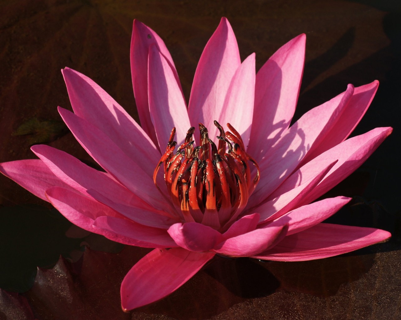 Lotus photo wallpaper (3) #2 - 1280x1024