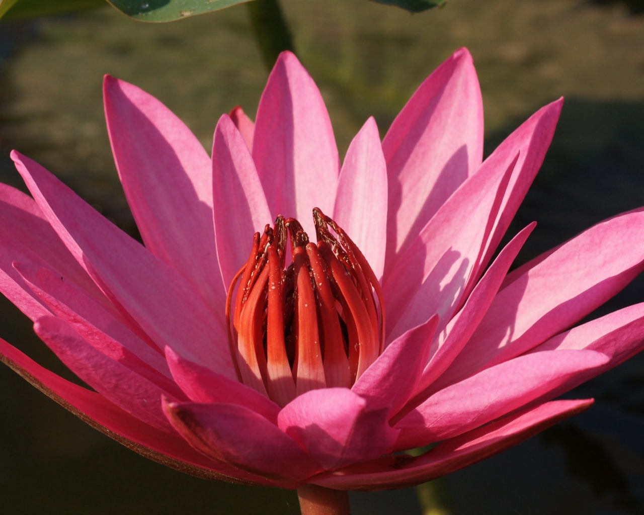 Fond d'écran photo Lotus (3) #3 - 1280x1024