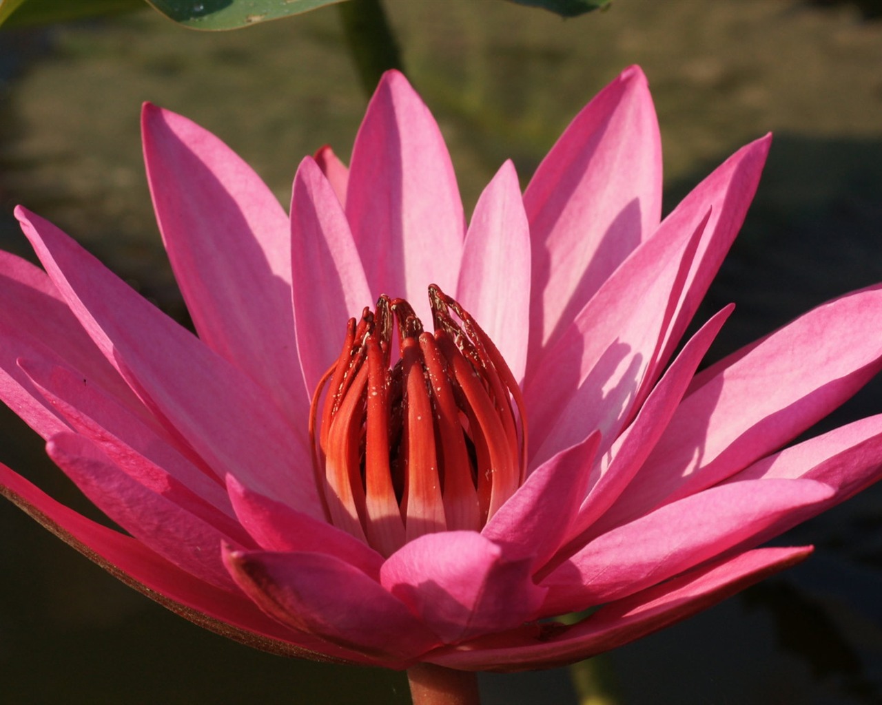 Lotus photo wallpaper (3) #3 - 1280x1024