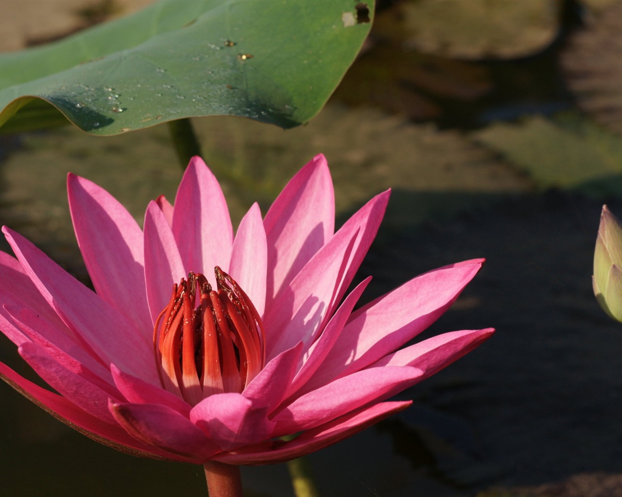 Lotus photo wallpaper (3) #4 - 1280x1024