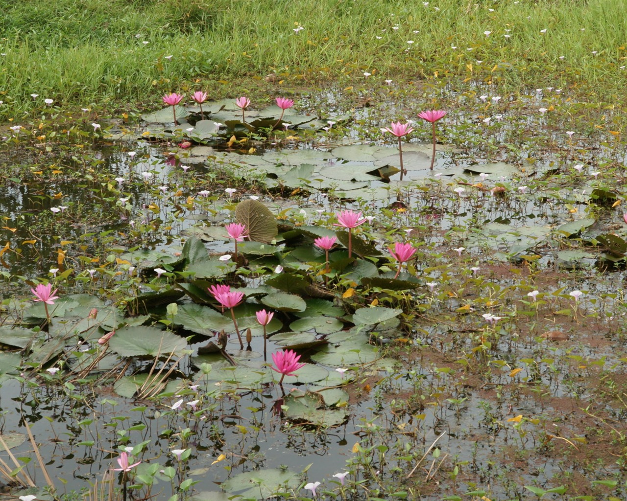 Fond d'écran photo Lotus (3) #6 - 1280x1024