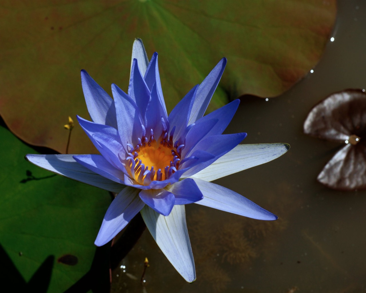 Fond d'écran photo Lotus (3) #7 - 1280x1024
