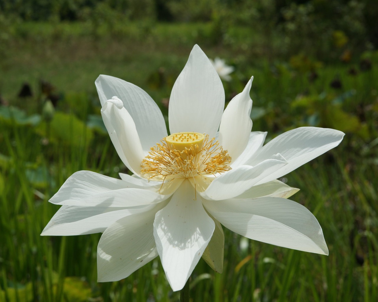 Fond d'écran photo Lotus (3) #9 - 1280x1024
