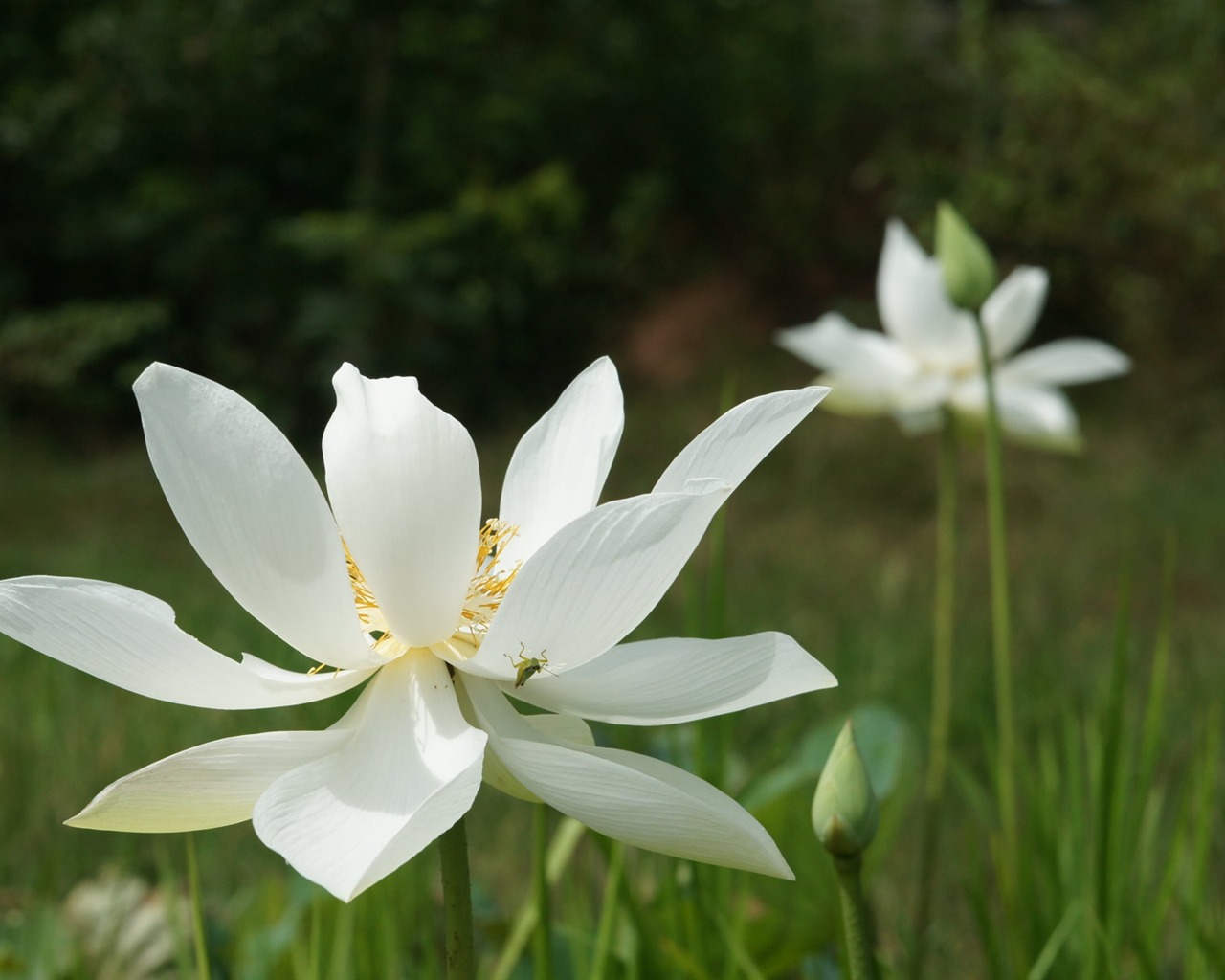 Lotus tapety foto (3) #10 - 1280x1024