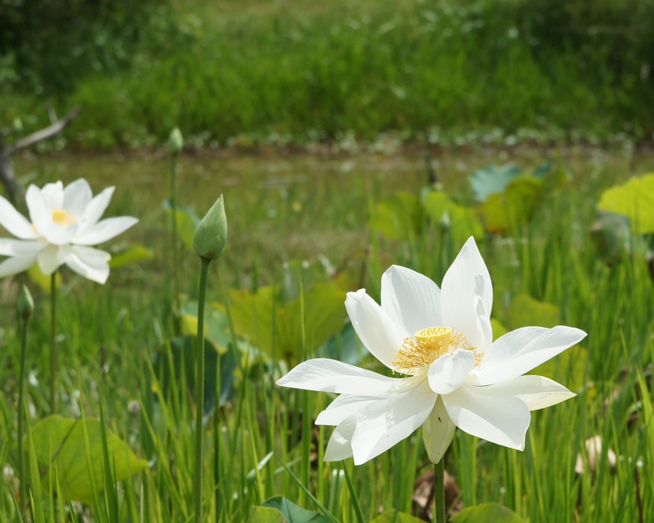 Lotus photo wallpaper (3) #11 - 1280x1024