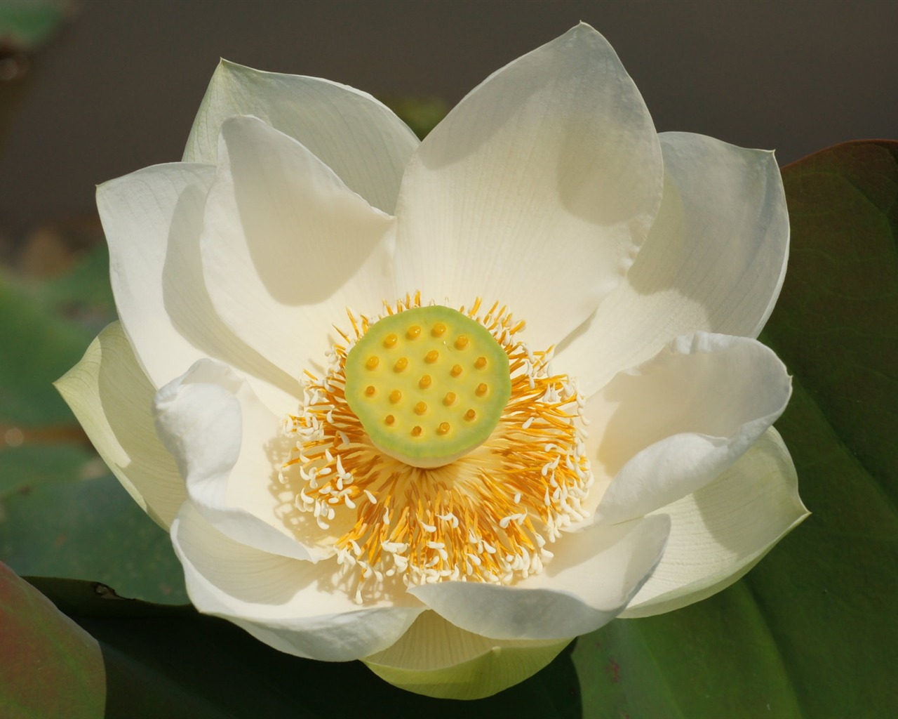 Lotus photo wallpaper (3) #12 - 1280x1024