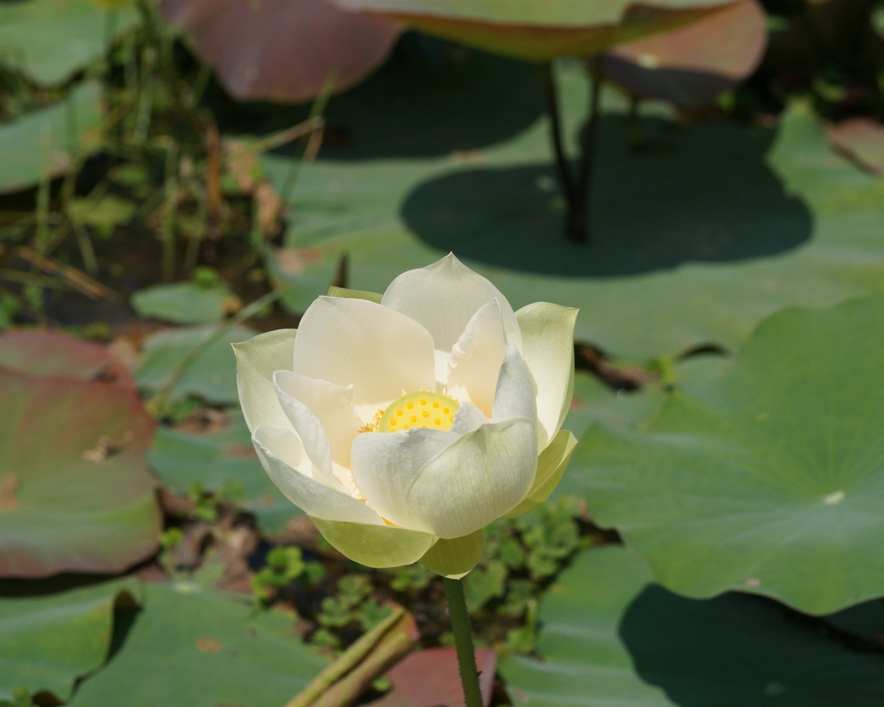 Lotus photo wallpaper (3) #13 - 1280x1024