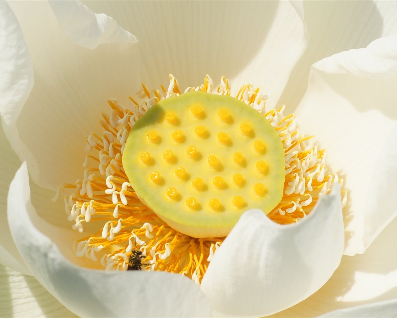 Lotus photo wallpaper (3) #15 - 1280x1024