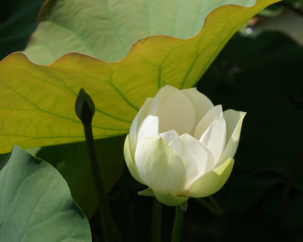 Fond d'écran photo Lotus (3) #16 - 1280x1024