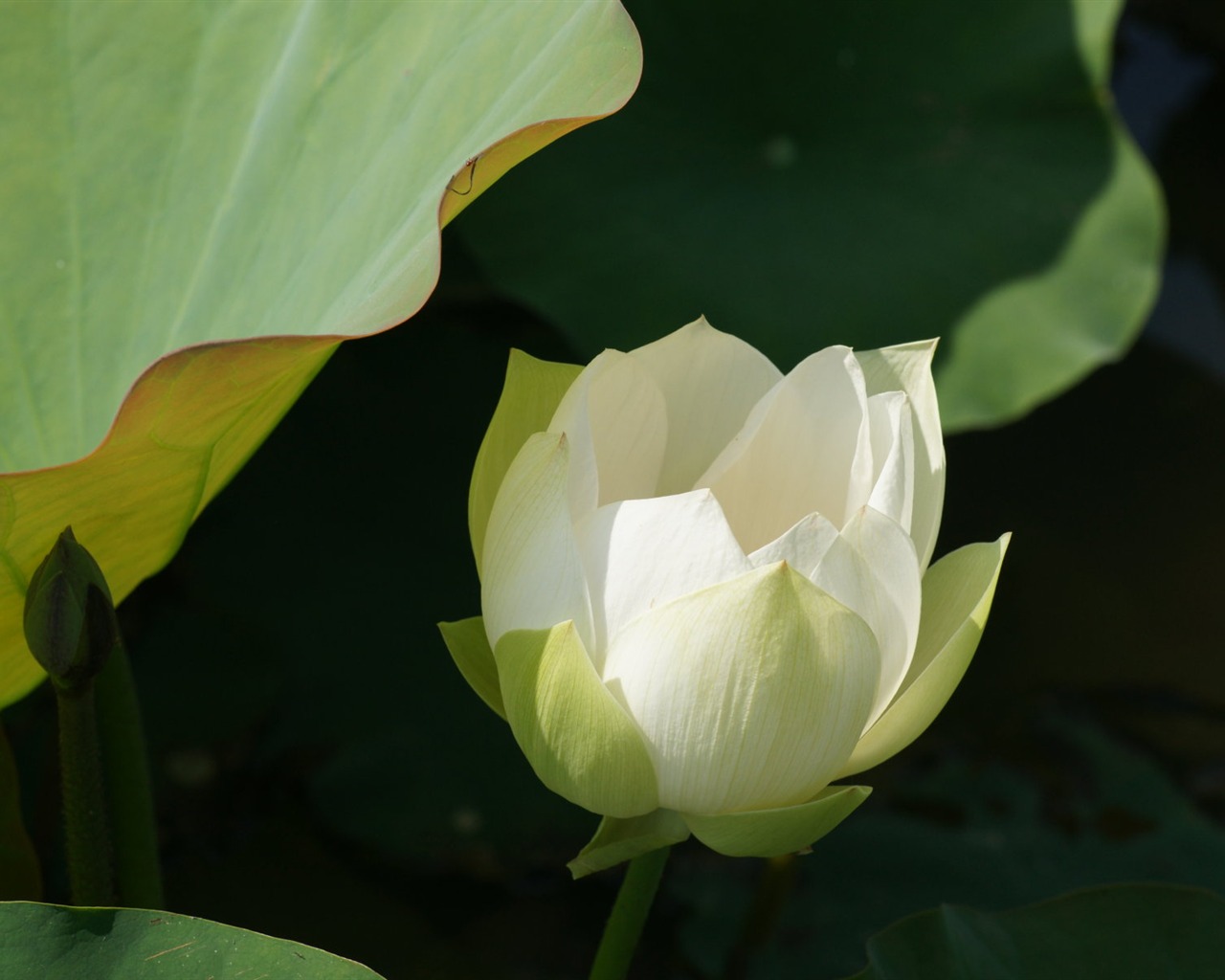 Fond d'écran photo Lotus (3) #17 - 1280x1024