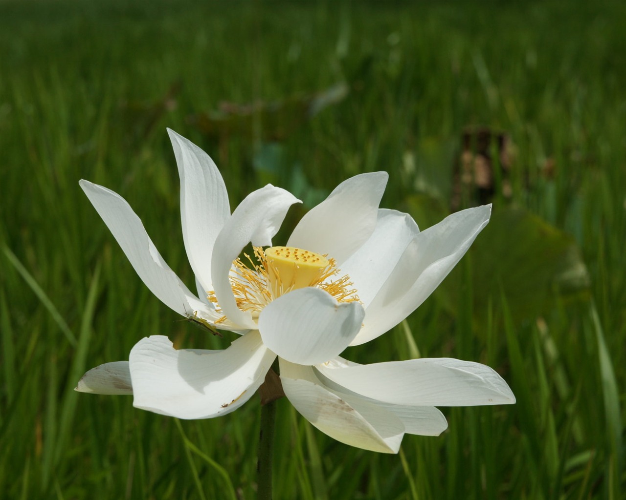 Lotus photo wallpaper (3) #19 - 1280x1024